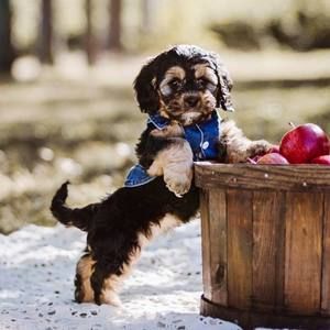 Meet your Posher, Sarah-julie